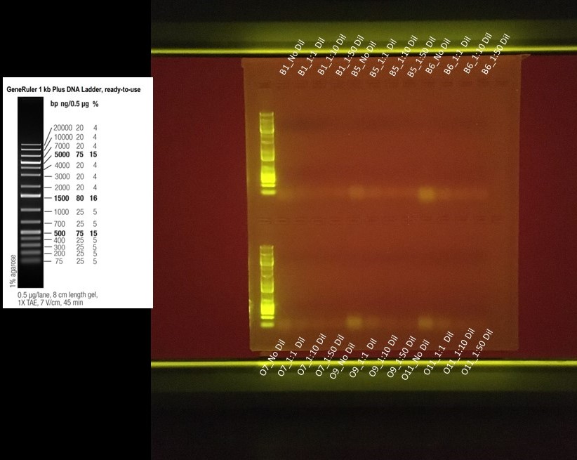 Labeled_PCR_Test_4_20191118
