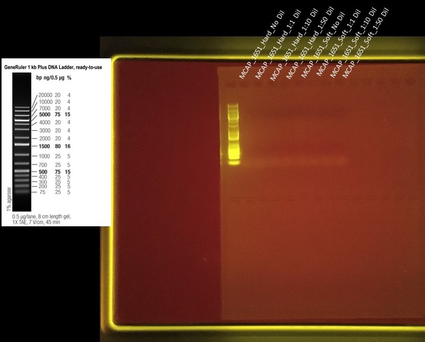 Labeled_PCR_Test_4_20191119
